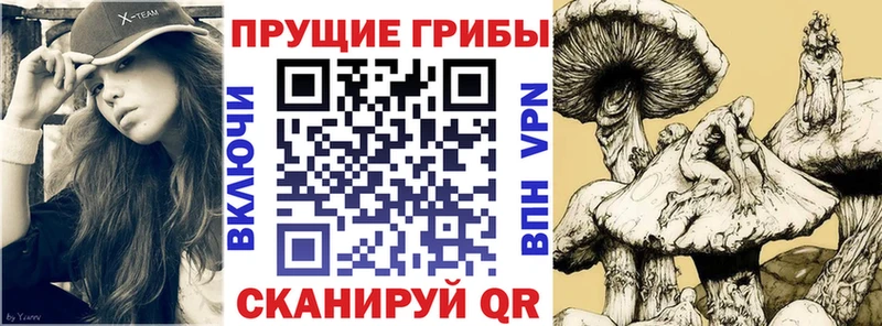 Псилоцибиновые грибы Psilocybe  Амурск 
